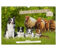 Calendar 2027 · US Version · Border Collie - The universal genius among | dogs · In 13 fascinatingly beautiful photos, animal photographer Sigrid… · 17" × 12" Landscape · CALVENDO Wall Calendar