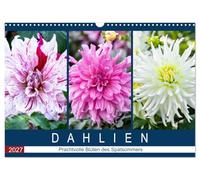 Calendar 2027 · US Version · Dahlias - Splendid flowers of late summer | Portraits magnificent dahlias in late summer · 17" × 12" Landscape · CALVENDO Wall Calendar
