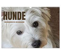 Calendar 2027 · US Version · Dogs - from mixed breed to pedigree dog | A photo calendar with different dogs of every kind, whether pedigree or mixed… · 17" × 12" Landscape · CALVENDO Wall Calendar