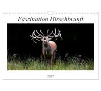 Calendar 2027 · US Version · Fascination deer rutting | Enchanting views during the rut of red deer · 12" × 8" Landscape · CALVENDO Wall Calendar