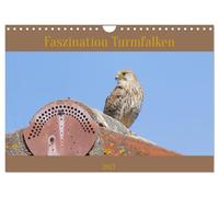 Calendar 2027 · US Version · Fascination kestrels | The fast hunters of the air · 12" × 8" Landscape · CALVENDO Wall Calendar