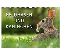 Calendar 2027 · US Version · Field hares and rabbits | Impressive pictures of the shy animals · 17" × 12" Landscape · CALVENDO Wall Calendar
