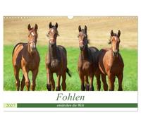 Calendar 2027 · US Version · Foals discover the world | Foals curiously discover the world · 17" × 12" Landscape · CALVENDO Wall Calendar