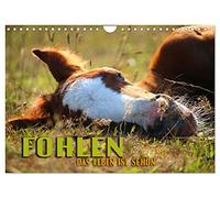 Calendar 2027 · US Version · Foals - life is beautiful | Enchanting pictures of the most beautiful moments of sweet horse children · 12" × 8" Landscape · CALVENDO Wall Calendar