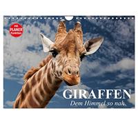 Calendar 2027 · US Version · Giraffes. So close to the sky | Funny faces on elegant and very long necks · 12" × 8" Landscape · CALVENDO Wall Calendar