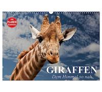 Calendar 2027 · US Version · Giraffes. So close to the sky | Funny faces on elegant and very long necks · 17" × 12" Landscape · CALVENDO Wall Calendar