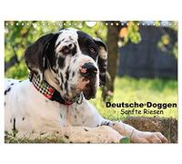 Calendar 2027 · US Version · Great Danes - Gentle Giants | The Great Dane is a loving giant that needs a lot of exercise and consistent… · 12" × 8" Landscape · CALVENDO Wall Calendar
