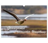 Calendar 2027 · US Version · Grey geese in native environment | Beautiful shots of the most common wild goose in our country · 17" × 12" Landscape · CALVENDO Wall Calendar