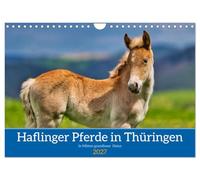 Calendar 2027 · US Version · Haflinger horses in Thuringia | The most beautiful horses in magnificent Thuringian nature · 12" × 8" Landscape · CALVENDO Wall Calendar