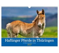 Calendar 2027 · US Version · Haflinger horses in Thuringia | The most beautiful horses in magnificent Thuringian nature · 17" × 12" Landscape · CALVENDO Wall Calendar