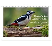 Calendar 2027 · US Version · Home garden birds - Feathered friends | Beautiful photographs that bring the splendor, diversity and uniqueness of our… · 12" × 8" Landscape · CALVENDO Wall Calendar