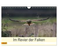 Calendar 2027 · US Version · In the territory of the falcons | Kestrels in the wild, by Jens Siebert · 12" × 8" Landscape · CALVENDO Wall Calendar