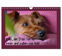 Calendar 2027 · US Version · Kelly the Irish Terrier - gold inside and out | Kelly, the unique Irish Terrier · 12" × 8" Landscape · CALVENDO Wall Calendar