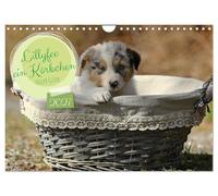 Calendar 2027 · US Version · Lillyfee and a basket full of happiness | Mother happiness on four paws · 12" × 8" Landscape · CALVENDO Wall Calendar