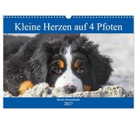 Calendar 2027 · US Version · Little hearts on 4 paws - Bernese Mountain | Dogs · Adorable Bernese Mountain Dog puppies accompany us through the year · 17" × 12" Landscape · CALVENDO Wall Calendar