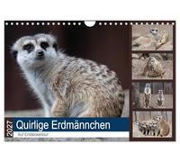 Calendar 2027 · US Version · Lively meerkats | You just have to like them · 12" × 8" Landscape · CALVENDO Wall Calendar