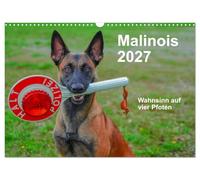 Calendar 2027 · US Version · Malinois - madness on four paws | The Belgian Shepherd is a great companion with a lot of power, heart and… · 17" × 12" Landscape · CALVENDO Wall Calendar