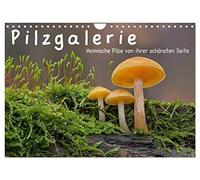 Calendar 2027 · US Version · Mushroom gallery - native mushrooms from their | most beautiful side · A fascinating insight into the wondrous world of… · 12" × 8" Landscape · CALVENDO Wall Calendar