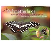 Calendar 2027 · US Version · oh yes?! Butterflies, exotic, colorful and | beautiful · Noble and knight butterflies in portrait · 17" × 12" Landscape · CALVENDO Wall Calendar