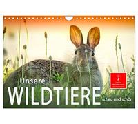 Calendar 2027 · US Version · Our wild animals - shy and beautiful | Wildlife in Germany, impressive pictures of the animal in their natural… · 12" × 8" Landscape · CALVENDO Wall Calendar