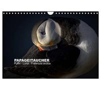 Calendar 2027 · US Version · Papageitaucher: Shearwater - Monday | Fratercula arctica · Puffins: Photogenic clowns of the air · 12" × 8" Landscape · CALVENDO Wall Calendar