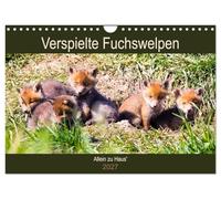 Calendar 2027 · US Version · Playful fox cubs - home alone | Fox pups discover the world · 12" × 8" Landscape · CALVENDO Wall Calendar