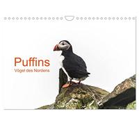 Calendar 2027 · US Version · Puffins - Birds of the North | Puffin is the Arctic bird that braves the cold and wind in the Faroe Islands… · 12" × 8" Landscape · CALVENDO Wall Calendar