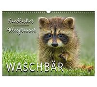 Calendar 2027 · US Version · Raccoon - Cute omnivore | Impressive pictures of the shy animals · 17" × 12" Landscape · CALVENDO Wall Calendar