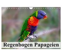Calendar 2027 · US Version · Rainbow parrots | The brightly colored islanders from the South Pacific region · 12" × 8" Landscape · CALVENDO Wall Calendar