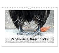 Calendar 2027 · US Version · Ravenous moments | Corvids at close quarters, looking at the claws of the lucky raven · 12" × 8" Landscape · CALVENDO Wall Calendar