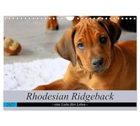 Calendar 2027 · US Version · Rhodesian Ridgeback - a love for life | Either you love him or you don't · 12" × 8" Landscape · CALVENDO Wall Calendar