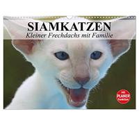 Calendar 2027 · US Version · Siamese cats - Little naughty cat with family | Siamese kitten `Moneypenny` with the whole cat family · 17" × 12" Landscape · CALVENDO Wall Calendar