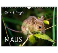 Calendar 2027 · US Version · Small rodent - mouse | Impressive pictures of the shy animals · 12" × 8" Landscape · CALVENDO Wall Calendar