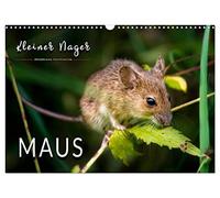 Calendar 2027 · US Version · Small rodent - mouse | Impressive pictures of the shy animals · 17" × 12" Landscape · CALVENDO Wall Calendar