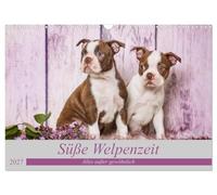 Calendar 2027 · US Version · Sweet puppy time - Everything but ordinary | With dog offspring through the year · 17" × 12" Landscape · CALVENDO Wall Calendar