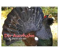Calendar 2027 · US Version · The capercaillie - scenes of a courtship | display · Capercaillie courtship occurs from March until late May · 17" × 12" Landscape · CALVENDO Wall Calendar
