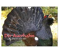 Calendar 2027 · US Version · The capercaillie - scenes of a courtship | display · Capercaillie courtship occurs from March until late May · 12" × 8" Landscape · CALVENDO Wall Calendar