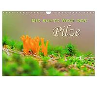Calendar 2027 · US Version · The colorful world of mushrooms | Forest mushroom shots · 12" × 8" Landscape · CALVENDO Wall Calendar