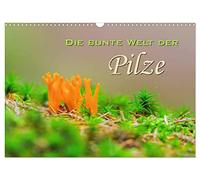 Calendar 2027 · US Version · The colorful world of mushrooms | Forest mushroom shots · 17" × 12" Landscape · CALVENDO Wall Calendar
