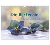 Calendar 2027 · US Version · The hydrangea and its many faces | Hydrangea flowers in their delicate beauty · 12" × 8" Landscape · CALVENDO Wall Calendar