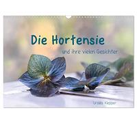 Calendar 2027 · US Version · The hydrangea and its many faces | Hydrangea flowers in their delicate beauty · 17" × 12" Landscape · CALVENDO Wall Calendar