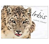Calendar 2027 · US Version · the Irbis - mystical beauty | A set of beautiful pictures of snow leopards · 12" × 8" Landscape · CALVENDO Wall Calendar