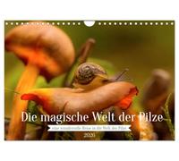 Calendar 2027 · US Version · The magical world of mushrooms | Experience the special world of mushrooms · 12" × 8" Landscape · CALVENDO Wall Calendar