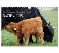 Calendar 2027 · US Version · The Scottish Highland Cattle and their | offspring · Fuzzy giants and cute offspring · 12" × 8" Landscape · CALVENDO Wall Calendar