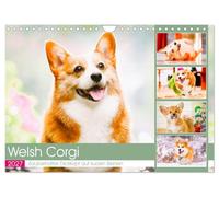 Calendar 2027 · US Version · Welsh Corgi. Enchanting stubborn on short legs | The royal corgis are self-confident, very funny and always up for adventures… · 12" × 8" Landscape · CALVENDO Wall Calendar