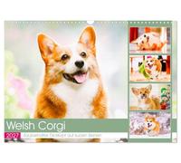 Calendar 2027 · US Version · Welsh Corgi. Enchanting stubborn on short legs | The royal corgis are self-confident, very funny and always up for adventures… · 17" × 12" Landscape · CALVENDO Wall Calendar