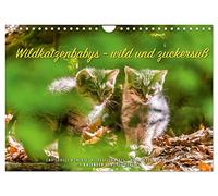 Calendar 2027 · US Version · Wild cat babies - wild and sugary sweet | The offspring of the wild cat is just sugary sweet · 12 wonderful motifs of… · 12" × 8" Landscape · CALVENDO Wall Calendar