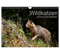 Calendar 2027 · US Version · Wild cats - shy velvet paws | Impressive photographs of the European wildcat · 12" × 8" Landscape · CALVENDO Wall Calendar