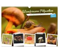 Calendar 2027 · US Version · Wondrous mushroom worlds | Experience the special world of mushrooms · 17" × 12" Landscape · CALVENDO Wall Calendar