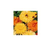 Calendula Art Shades Seeds - Elegant Apricot & Bronze Marigolds